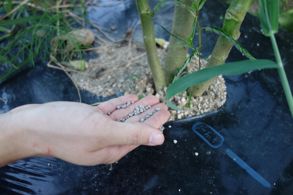 植え付けから二週間後株元に追肥する様子