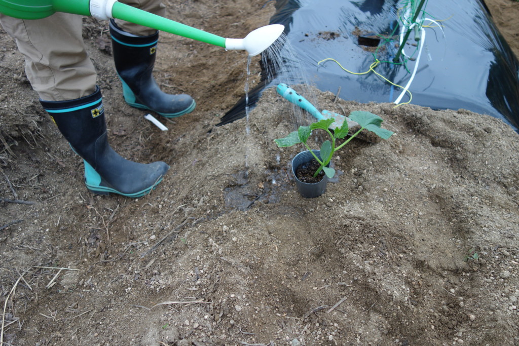 植え付け前に苗へ水やりしている