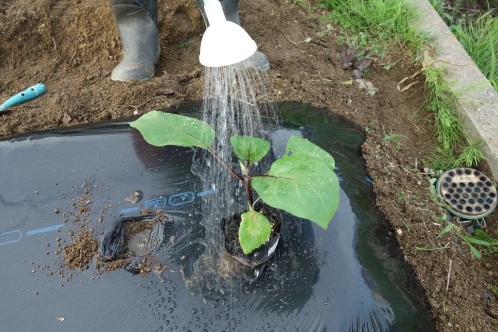 ナスの植え付けのために水やりをしている