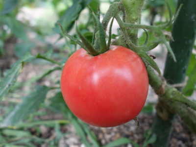 トマトがしっかりと完熟になってきている様子