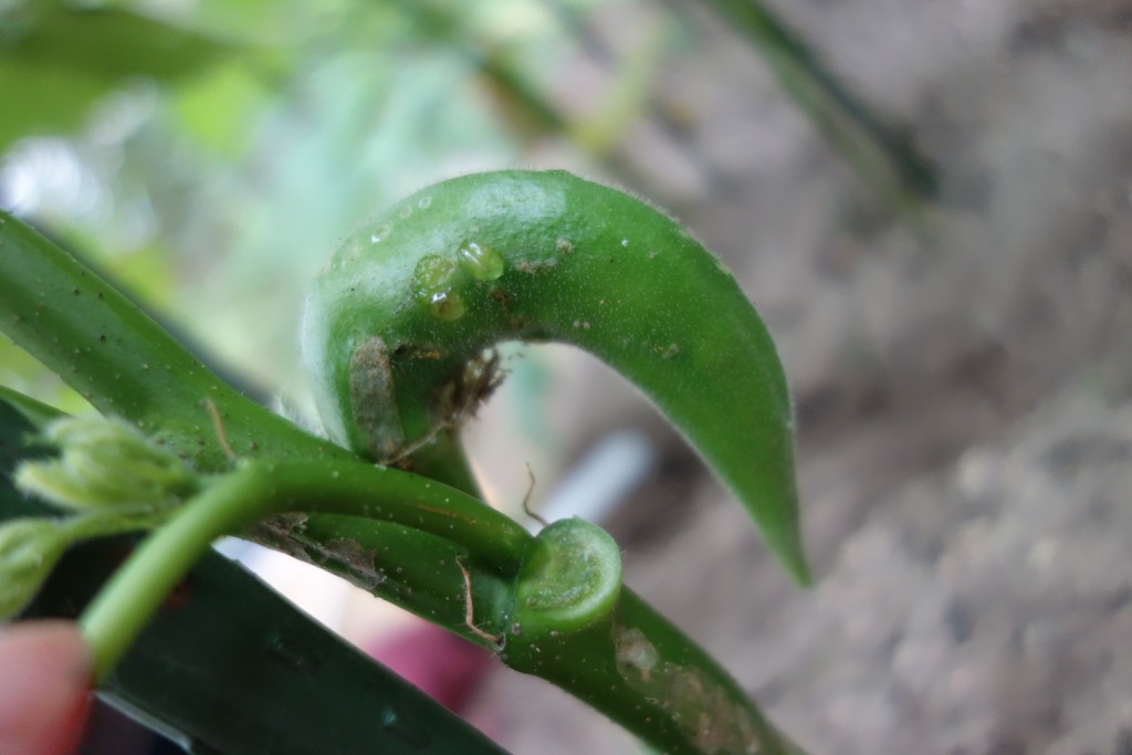 カメムシの食害をうけて曲がり果になった様子