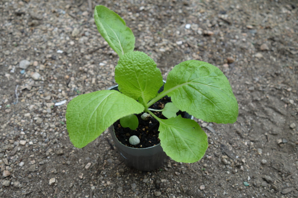 植え付け適期の小さめ苗