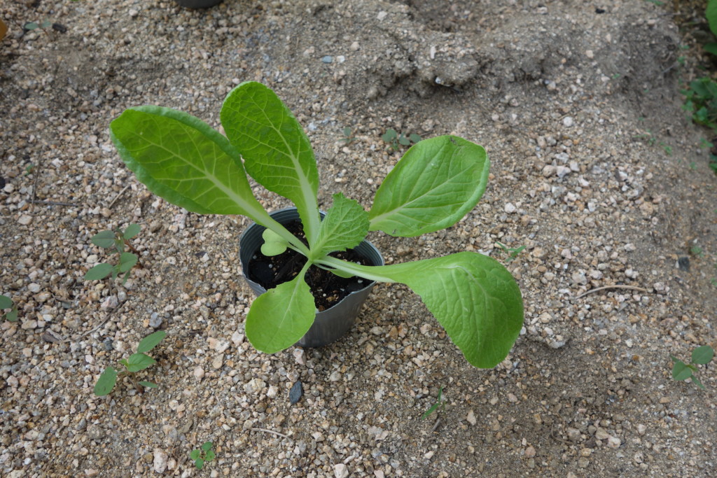 白菜が植え付け適期の本葉５～６枚になったころ