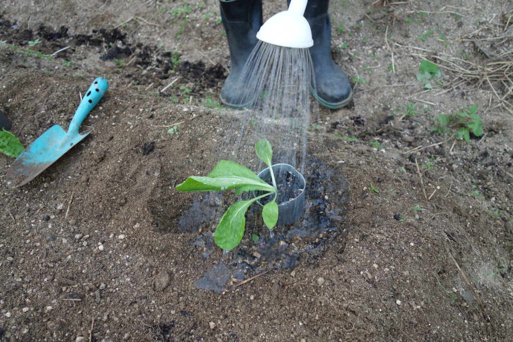 白菜植え付けのため苗に水やりをしている