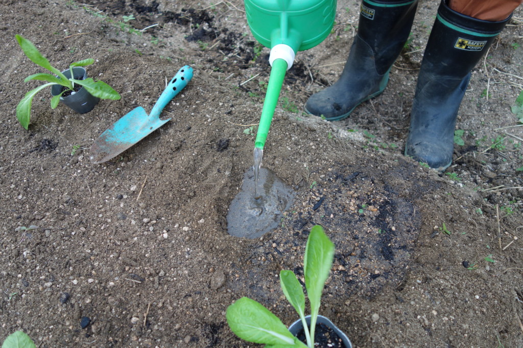 白菜の植え付けのため水入れしている