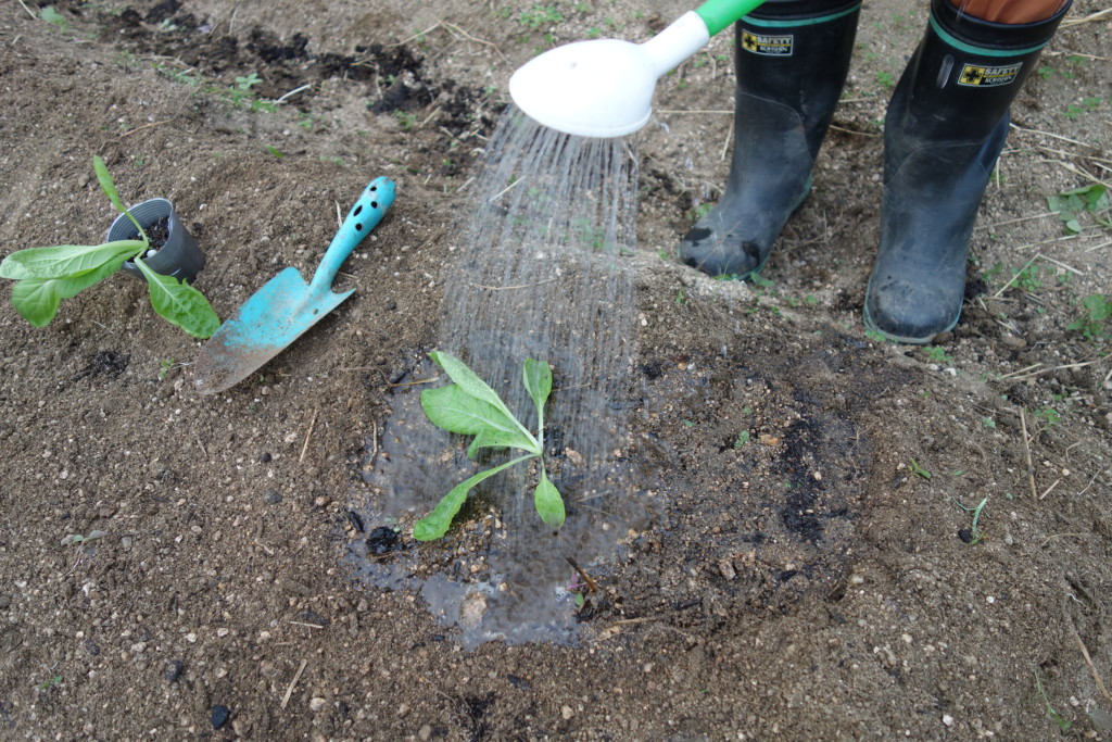 白菜植え付け後、水やりしている