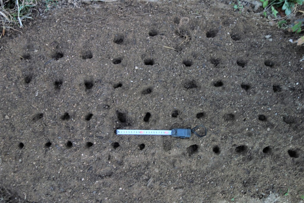 らっきょうの植え付け株間を空けている様子