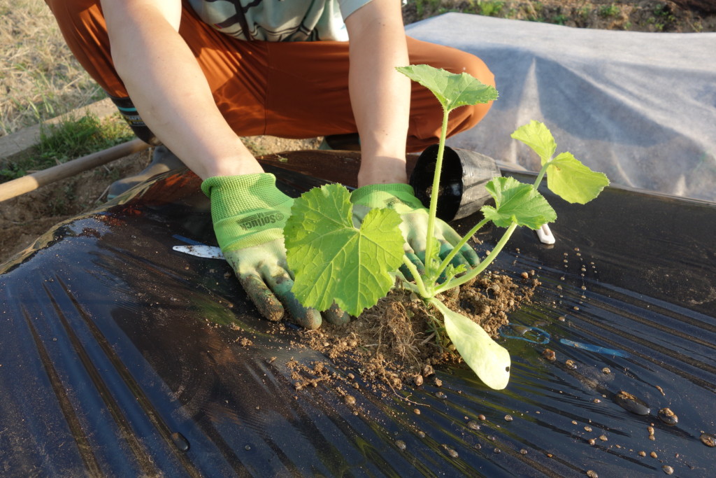 ズッキーニの苗を植え付けている様子