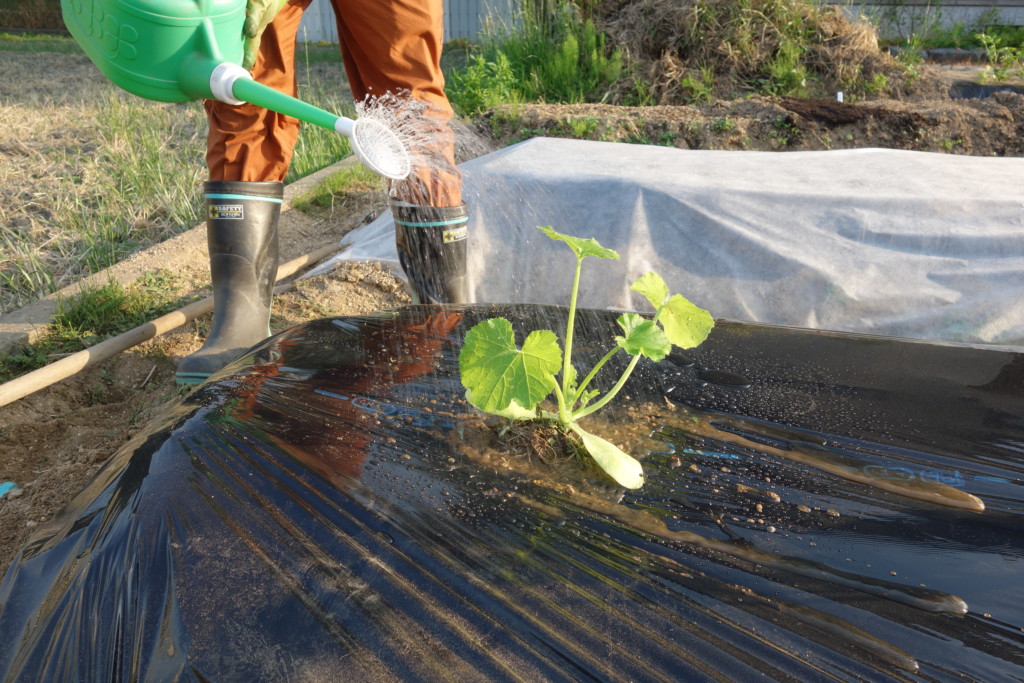 ズッキーニの植え付け完了で水やりしている