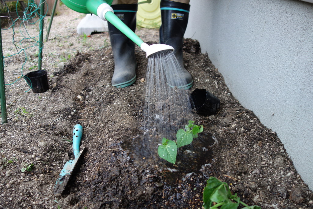 植え付けの最後に水やりをしている様子