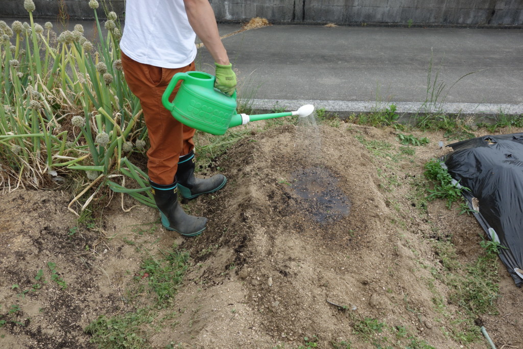 畝に水を撒いている様子