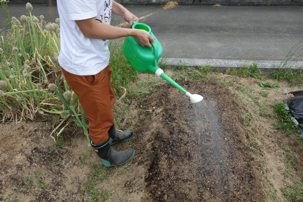 ごまの種まきの最後、水やりをしている様子