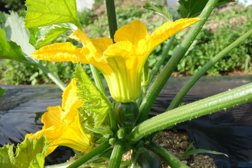 ズッキーニの雌花と雄花が開花している