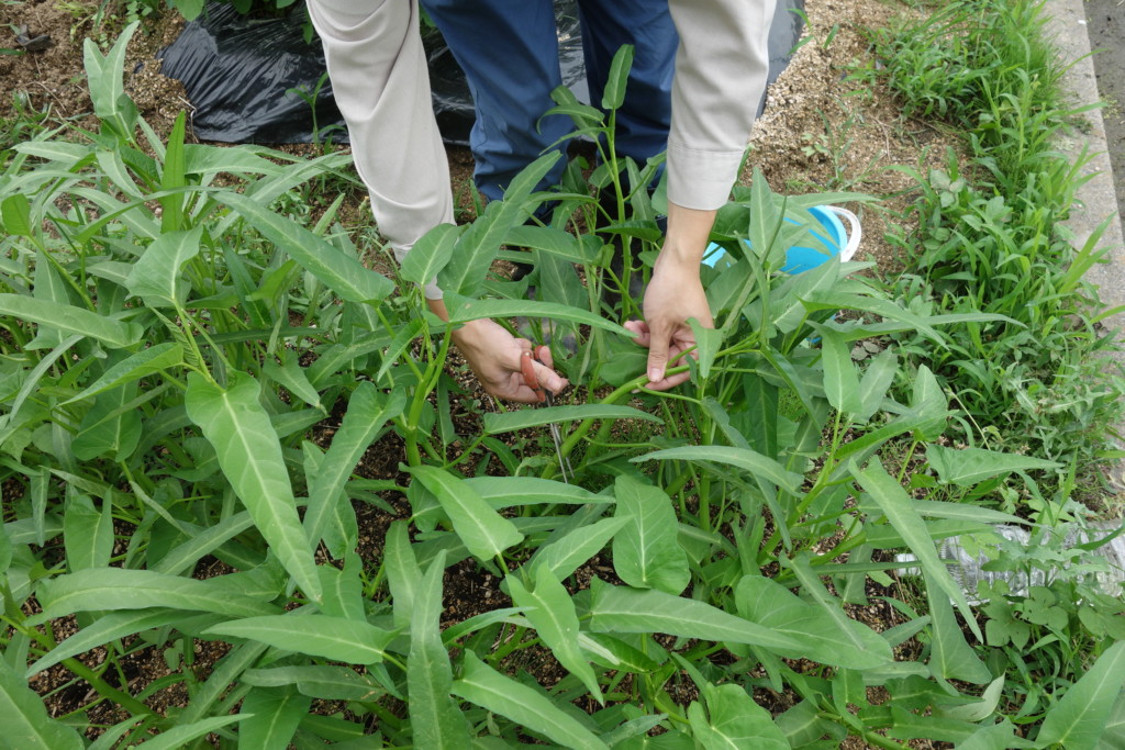 空芯菜を収穫している様子