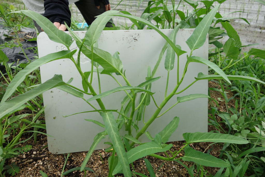 空芯菜が30cm以上になり収穫しごろ