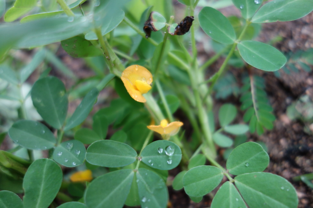 落花生が開花し黄色い花が咲いてきた様子