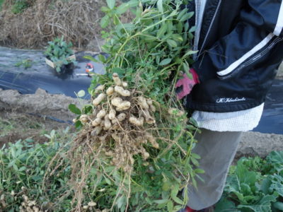 落花生の収穫