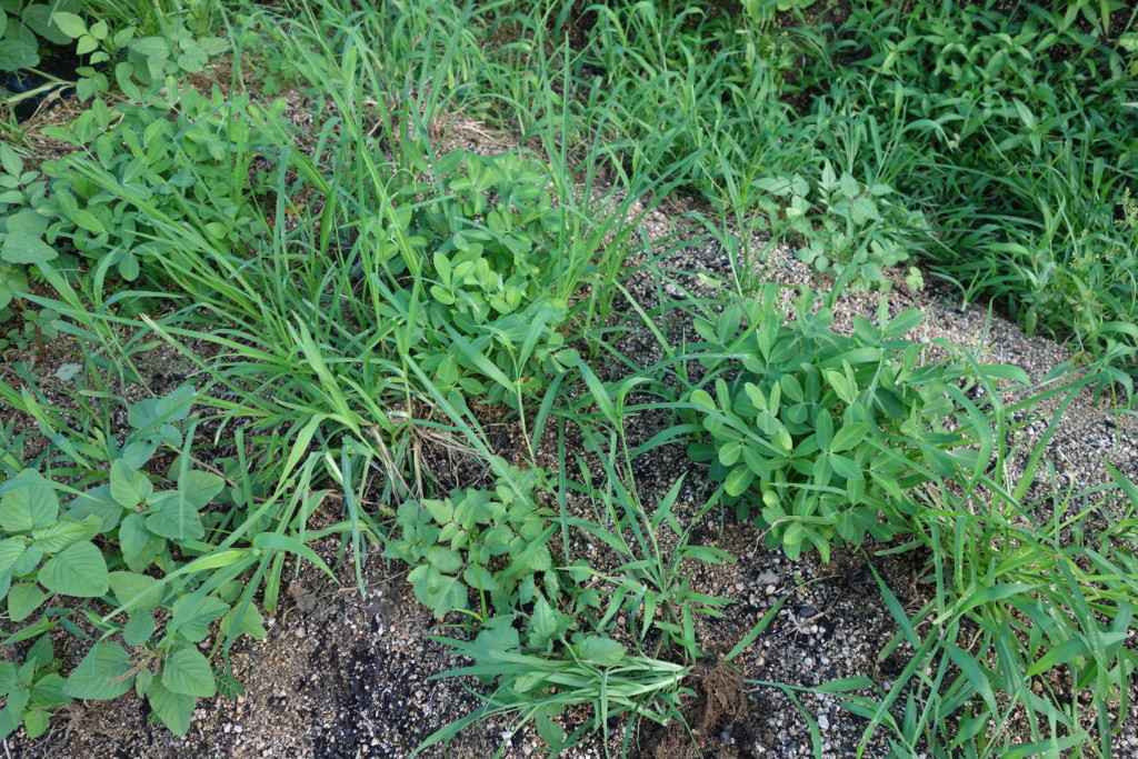 落花生が雑草に負けそうになっている様子