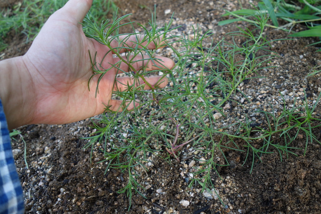 オカヒジキが草丈15cmごろになり収穫できる様子