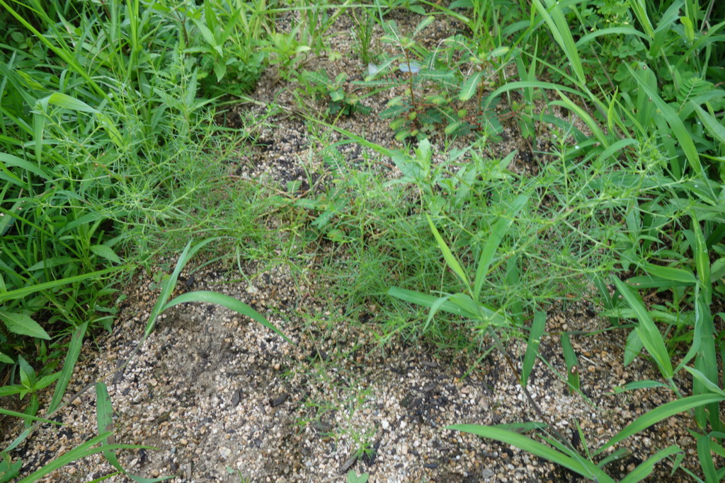 オカヒジキの周りに雑草が生えている様子