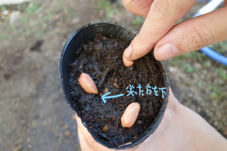 落花生の栽培方法・育て方【大粒はおおまさり！芽出しと種の作り方】 あぐりみち